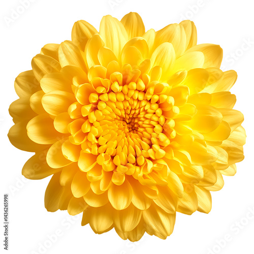 Close up of a beautiful yellow chrysanthemum flower floral bloom blossom petals nature background image isolated on a transparent background.