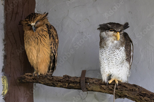 Cute Sleepy Buffy Fish Owl and Spot-bellied eagle-owl with the Eyes closed photo