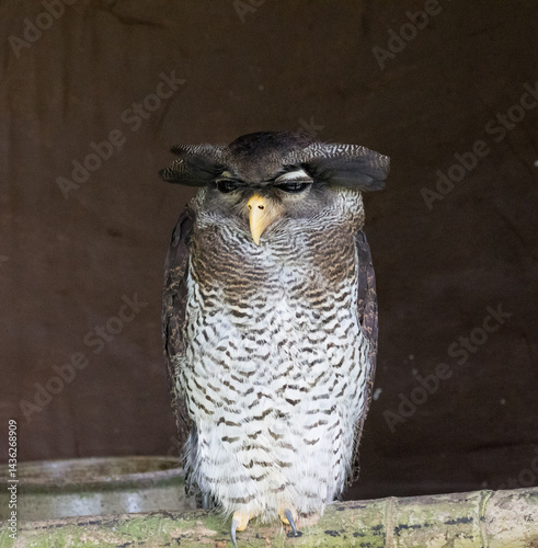 Cute Sleepy Spot-bellied eagle-owl with the Eyes closed