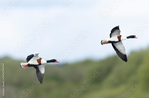 common shelduck Tadorna tadorna in a swamp in Brittany, France
