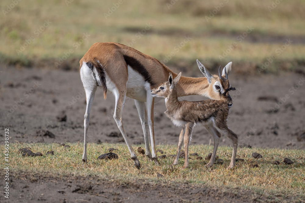 Naklejka premium Newborn Thompson's Gazelle Nursing