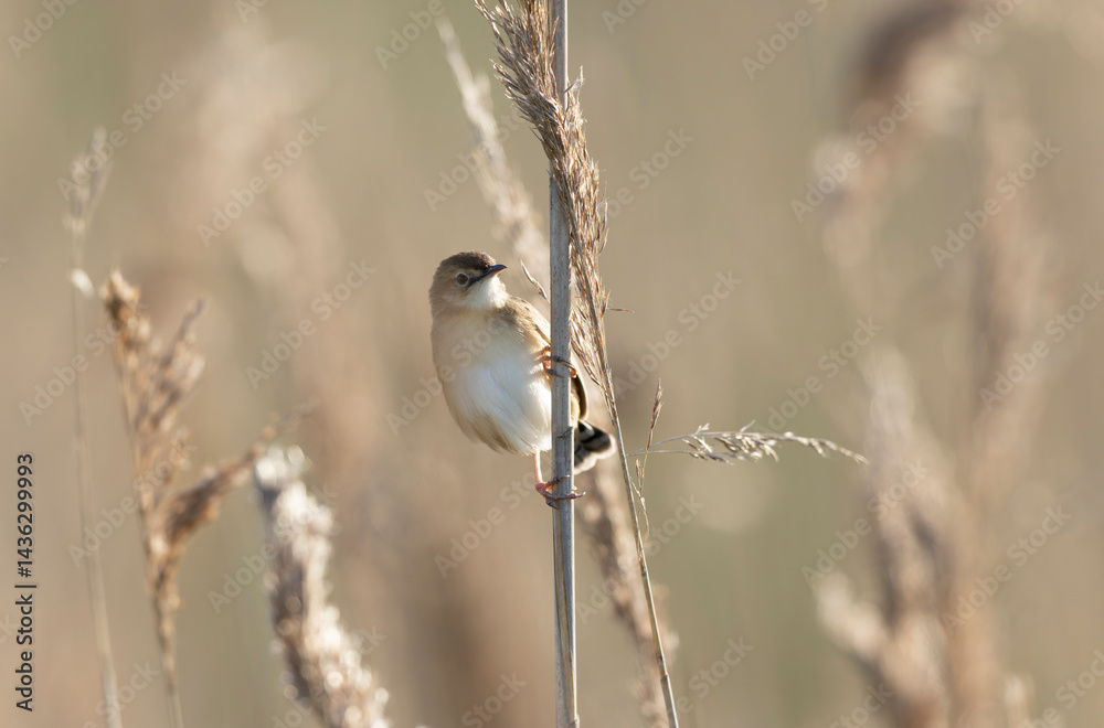 Zitting Cisticola Cisticola jucindis in close view in Brittany, France