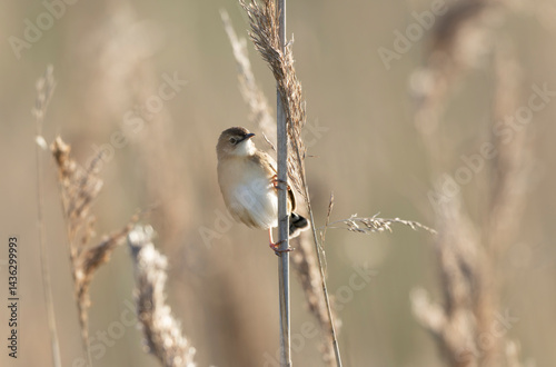 Obraz na płótnie Zitting Cisticola Cisticola jucindis in close view in Brittany, France w salonie