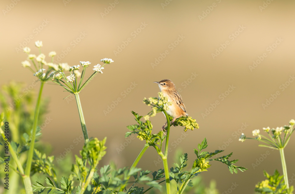 Zitting Cisticola Cisticola jucindis in close view in Brittany, France