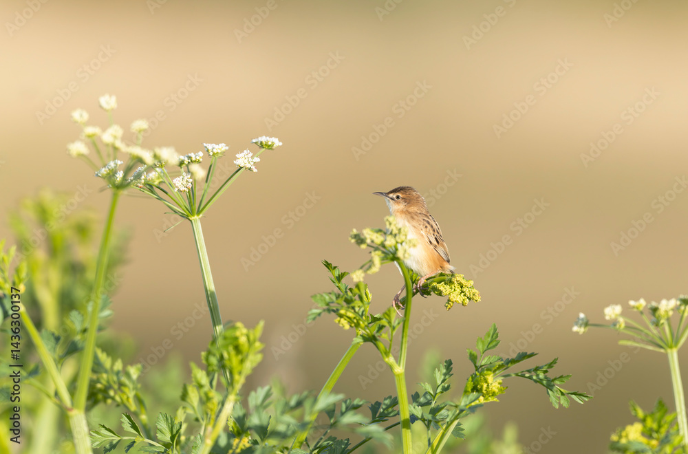 Zitting Cisticola Cisticola jucindis in close view in Brittany, France