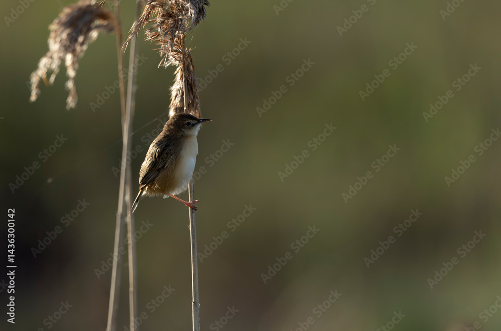 Zitting Cisticola Cisticola jucindis in close view in Brittany, France