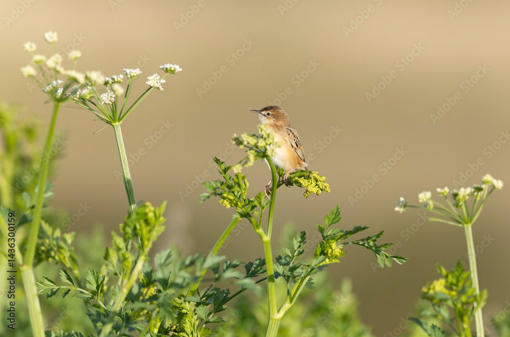 Zitting Cisticola Cisticola jucindis in close view in Brittany, France