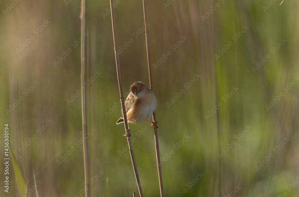 Zitting Cisticola Cisticola jucindis in close view in Brittany, France