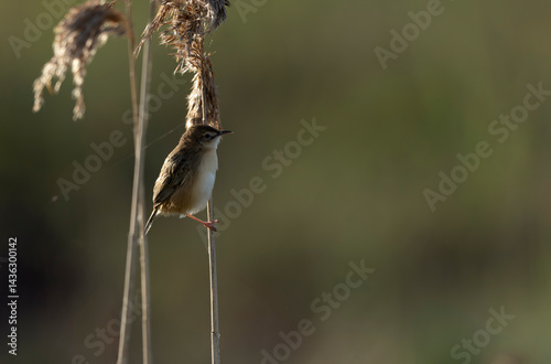 Obraz na płótnie Zitting Cisticola Cisticola jucindis in close view in Brittany, France w salonie