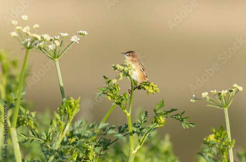 Obraz na płótnie Zitting Cisticola Cisticola jucindis in close view in Brittany, France w salonie