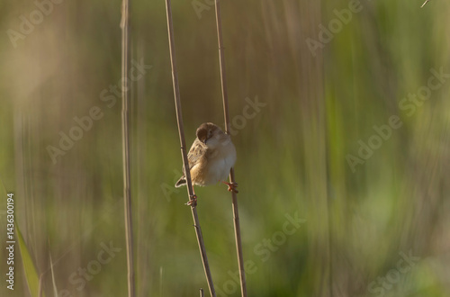 Obraz na płótnie Zitting Cisticola Cisticola jucindis in close view in Brittany, France w salonie