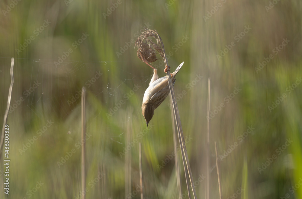 Zitting Cisticola Cisticola jucindis in close view in Brittany, France