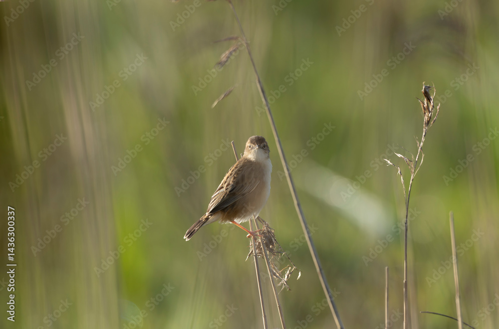 Zitting Cisticola Cisticola jucindis in close view in Brittany, France