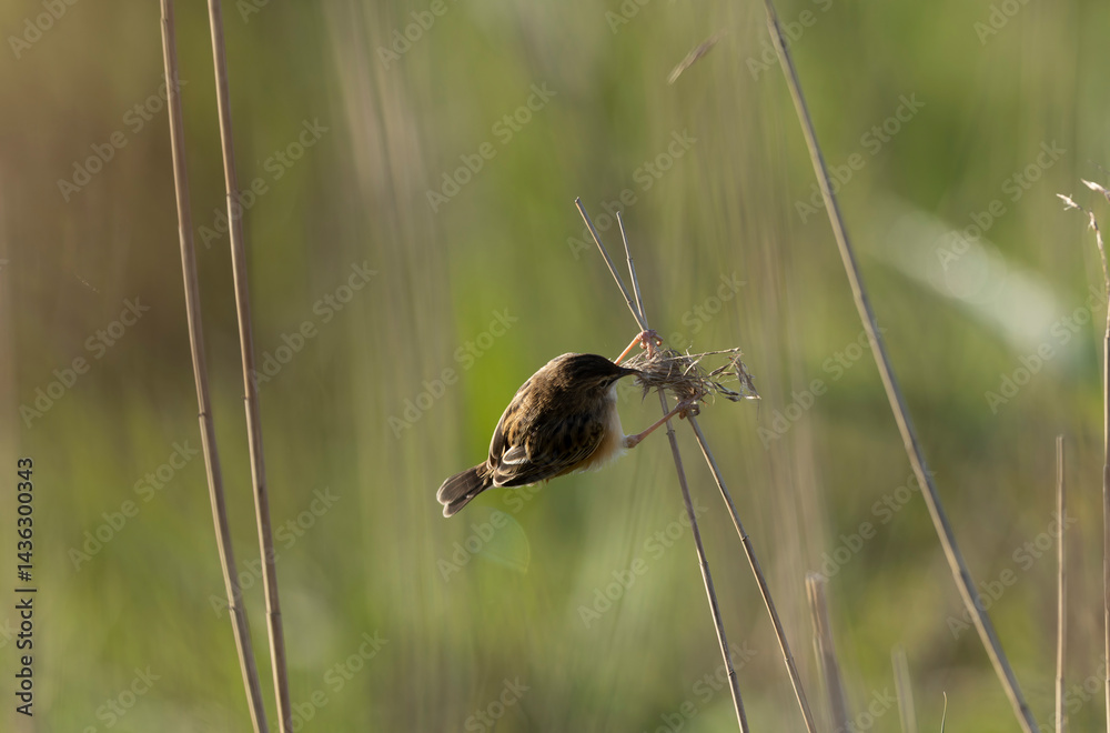 Zitting Cisticola Cisticola jucindis in close view in Brittany, France