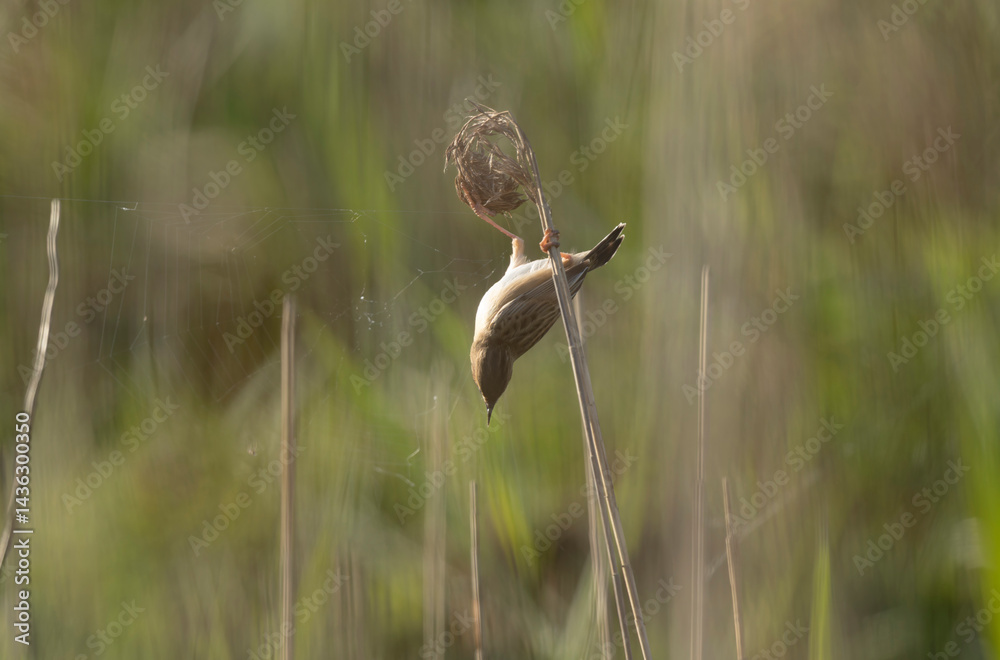 Zitting Cisticola Cisticola jucindis in close view in Brittany, France