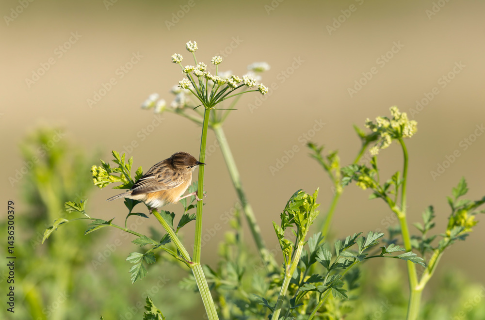 Zitting Cisticola Cisticola jucindis in close view in Brittany, France