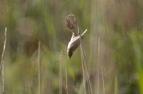 Obraz na płótnie Zitting Cisticola Cisticola jucindis in close view in Brittany, France w salonie