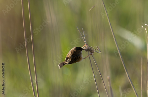 Obraz na płótnie Zitting Cisticola Cisticola jucindis in close view in Brittany, France w salonie