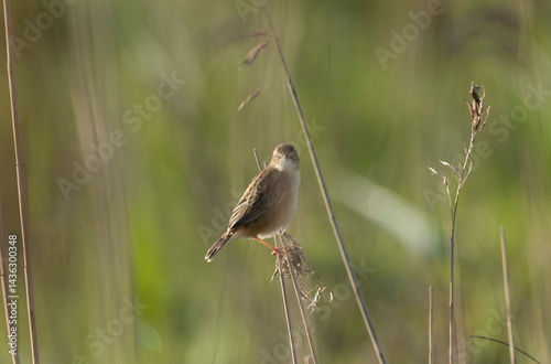 Obraz na płótnie Zitting Cisticola Cisticola jucindis in close view in Brittany, France w salonie