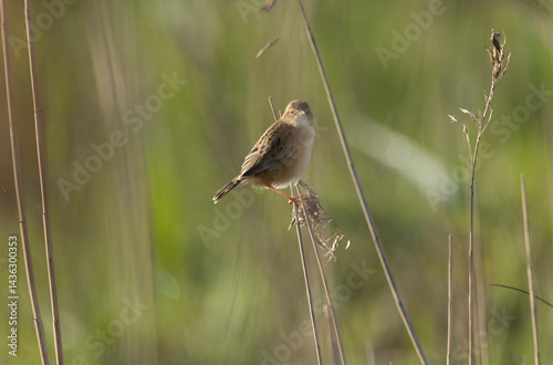 Obraz na płótnie Zitting Cisticola Cisticola jucindis in close view in Brittany, France w salonie
