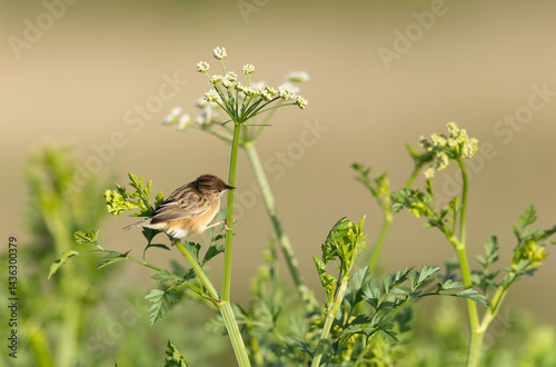 Zitting Cisticola Cisticola jucindis in close view in Brittany, France