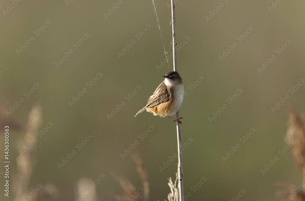 Zitting Cisticola Cisticola jucindis in close view in Brittany, France