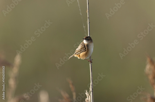 Obraz na płótnie Zitting Cisticola Cisticola jucindis in close view in Brittany, France w salonie