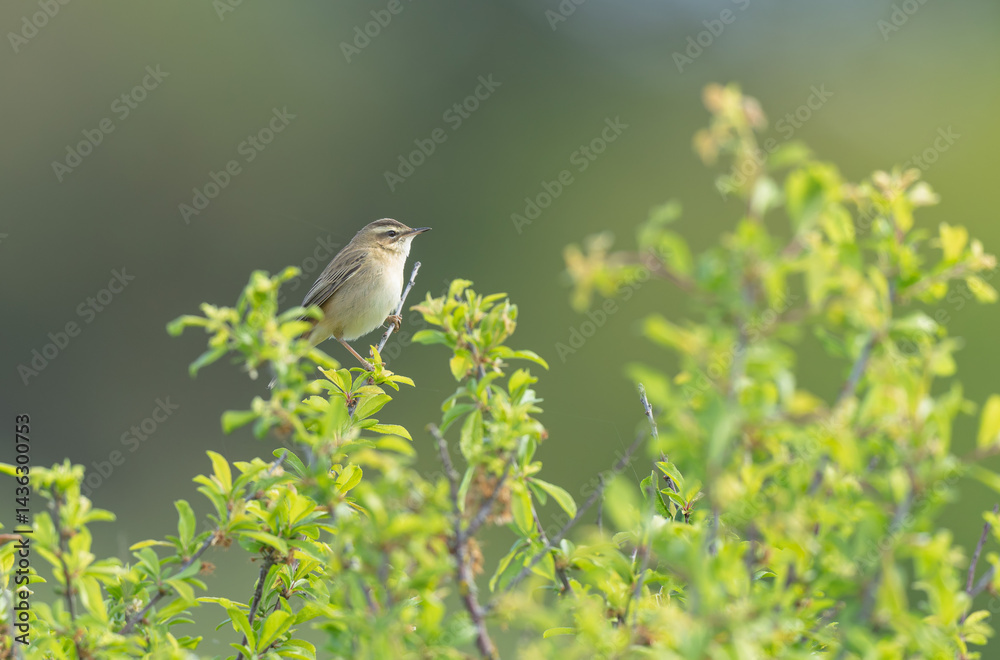Zitting Cisticola Cisticola jucindis in close view in Brittany, France