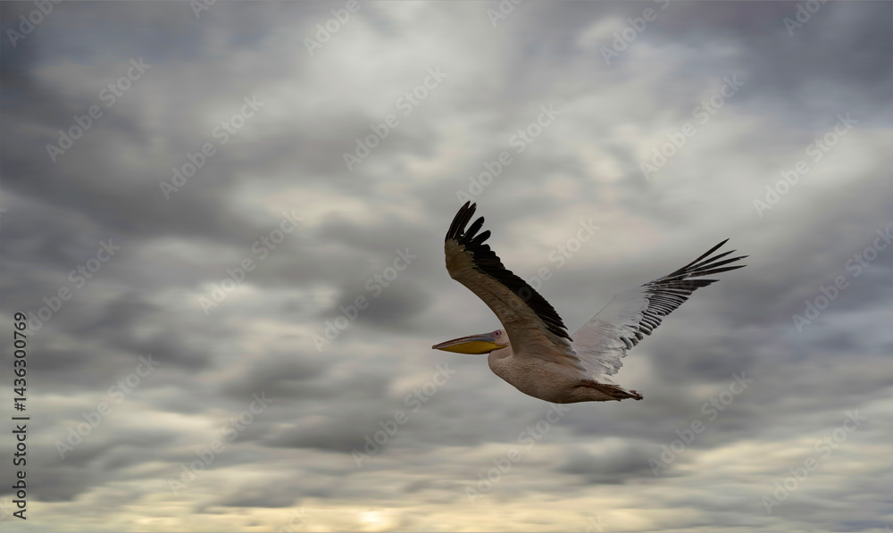 Fototapeta premium White Pelican in Flight