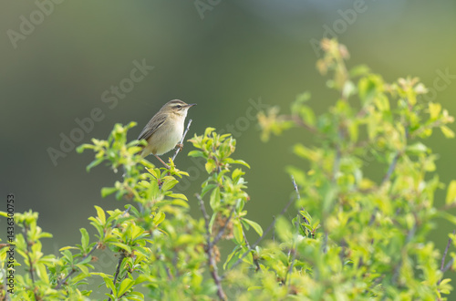 Obraz na płótnie Zitting Cisticola Cisticola jucindis in close view in Brittany, France w salonie