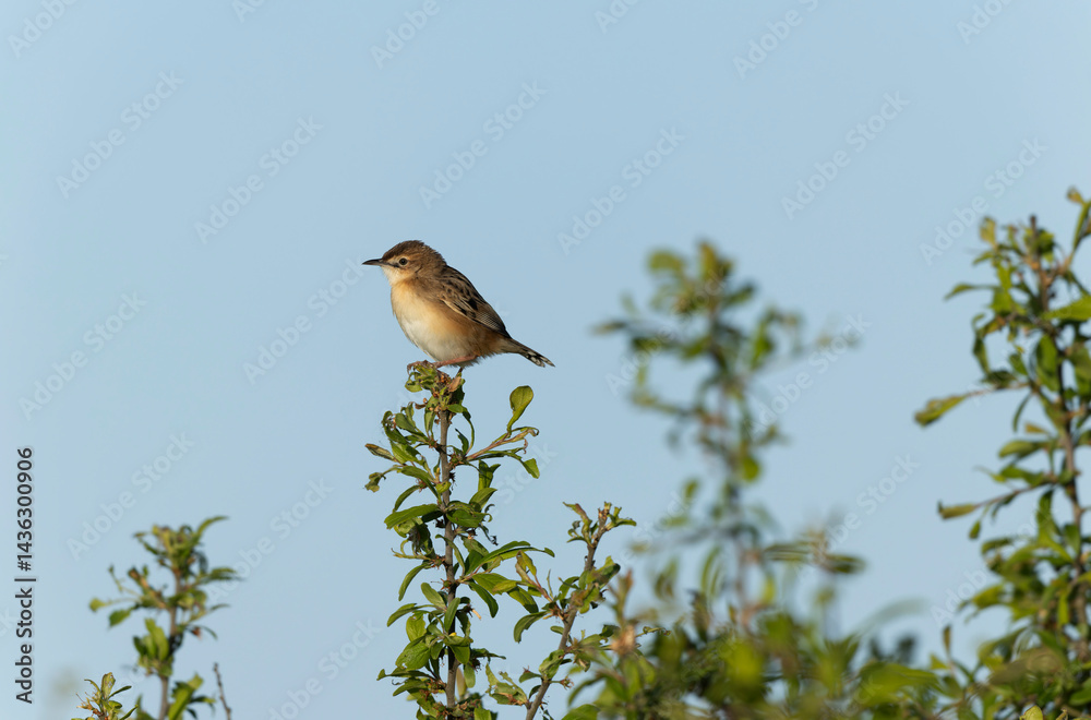 Zitting Cisticola Cisticola jucindis in close view in Brittany, France