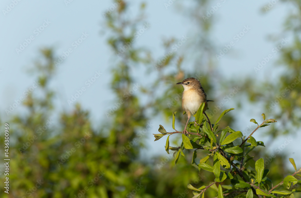Zitting Cisticola Cisticola jucindis in close view in Brittany, France