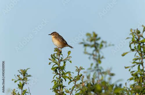 Obraz na płótnie Zitting Cisticola Cisticola jucindis in close view in Brittany, France w salonie