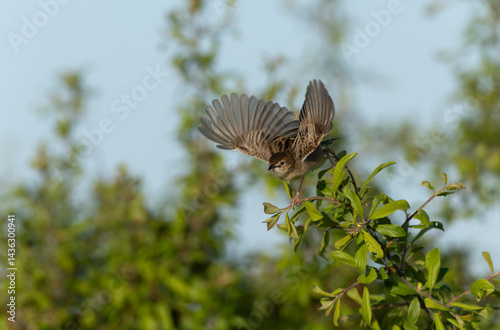 Obraz na płótnie Zitting Cisticola Cisticola jucindis in close view in Brittany, France w salonie