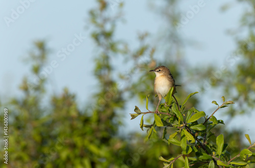 Zitting Cisticola Cisticola jucindis in close view in Brittany, France