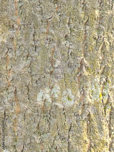 Detailed Close-up of Tree Bark Texture isolated