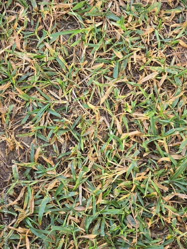 Close-up of a lush green and yellow grass field, Dry Grass texture isolated.