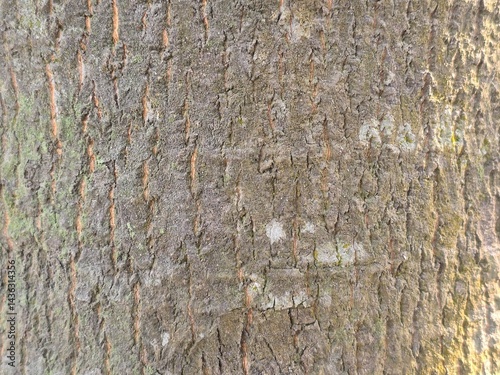 Detailed Close-up of Tree Bark Texture isolated