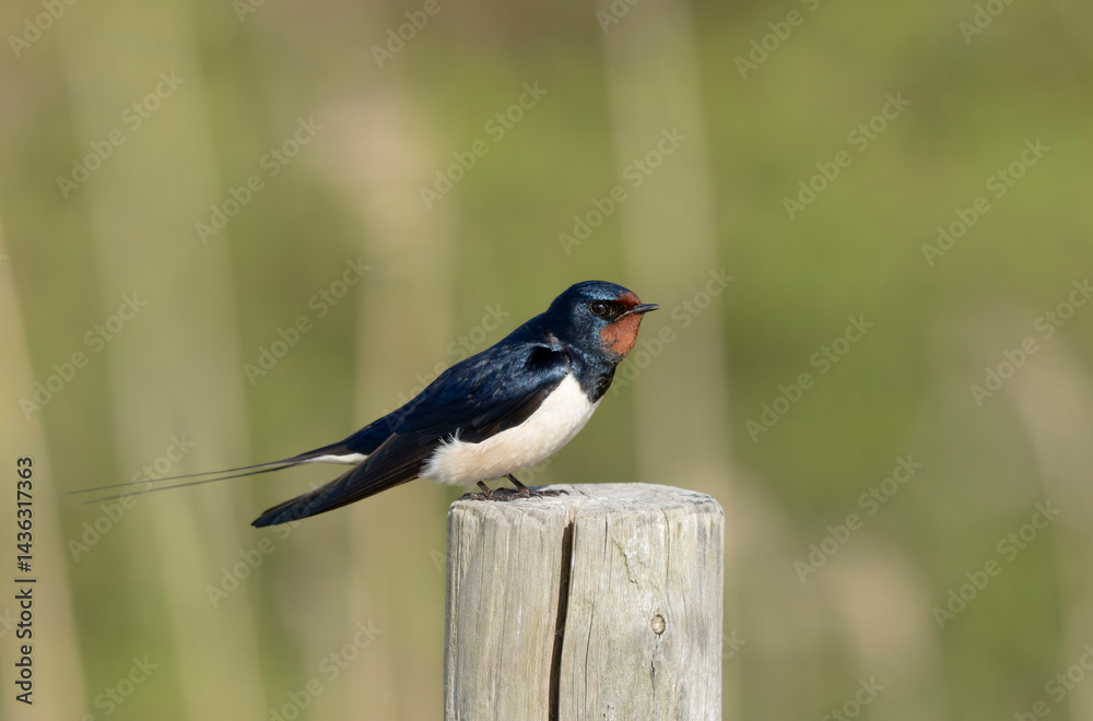 Barn Swallow Hirundo rustica in flight or perched