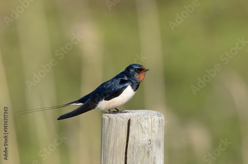 Obraz na płótnie Barn Swallow Hirundo rustica in flight or perched w salonie
