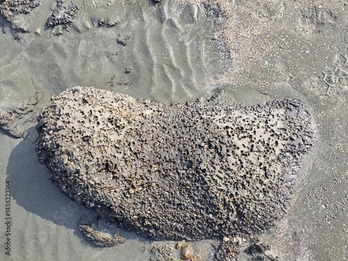 A textured sedimentary rock formation on a sandy beach.