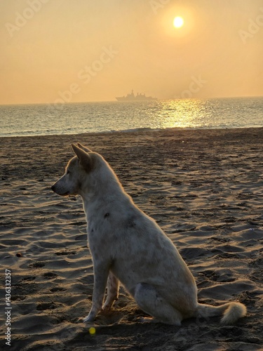 Dog on the beach at sunset, Dog enjoying a sunset on the beach, dog on the beach