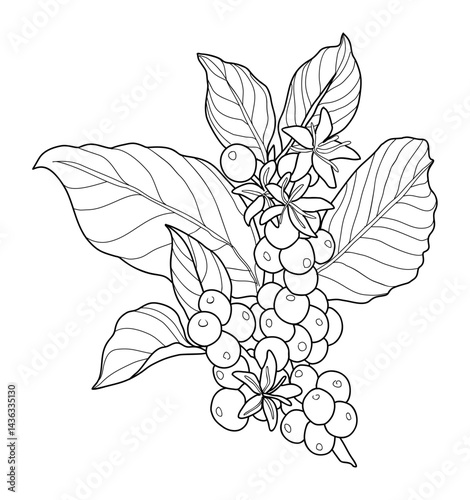 Branch of coffee tree with leaves and natural coffee beans. Silhouette, art line, sketch. Botanical Vector illustration isolated. Modern minimalist packaging, labels, branding, menu, logo design. 