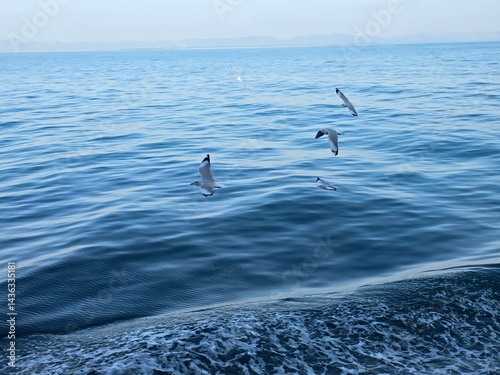 Seagulls Soaring Above the Blue Ocean Waves, Albatross soaring over the ocean, A seagull glides over the ocean's wake