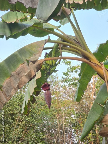 A banana tree with a bunch of bananas and a blossom in a tropical landscape, harvesting corn