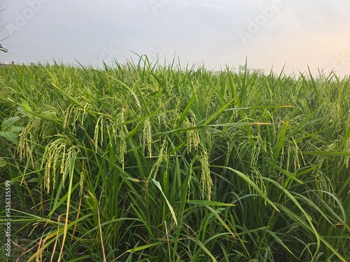 Lush green rice paddy fields under sunlight, showcasing agricultural beauty, a Vast green rice field under a clear blue sky, Lush green rice paddy fields under sunlight, showcasing agricultural beauty