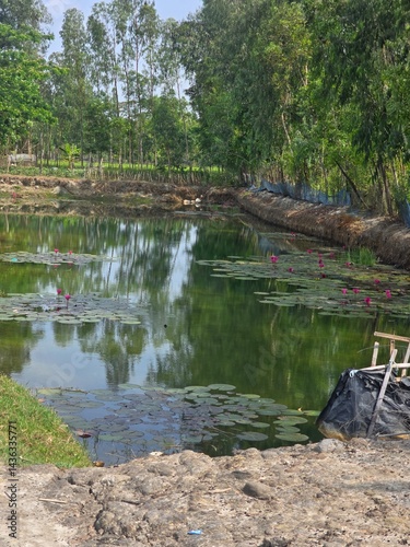 Pink flowers in a pond, Pond with Water Lilies in a Rural Landscape, A serene pond with water lilies and their reflections.
