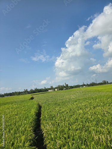 Lush green rice paddy fields under sunlight, showcasing agricultural beauty, a Vast green rice field under a clear blue sky, Lush green rice paddy fields under sunlight, showcasing agricultural beauty