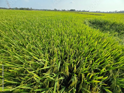 Lush green rice paddy fields under sunlight, showcasing agricultural beauty, a Vast green rice field under a clear blue sky, Lush green rice paddy fields under sunlight, showcasing agricultural beauty