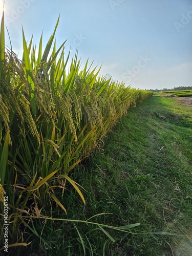 Lush green rice paddy fields under sunlight, showcasing agricultural beauty, a Vast green rice field under a clear blue sky, Lush green rice paddy fields under sunlight, showcasing agricultural beauty
